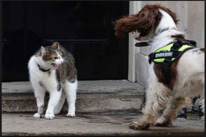 larry-gatto-di-downing-street